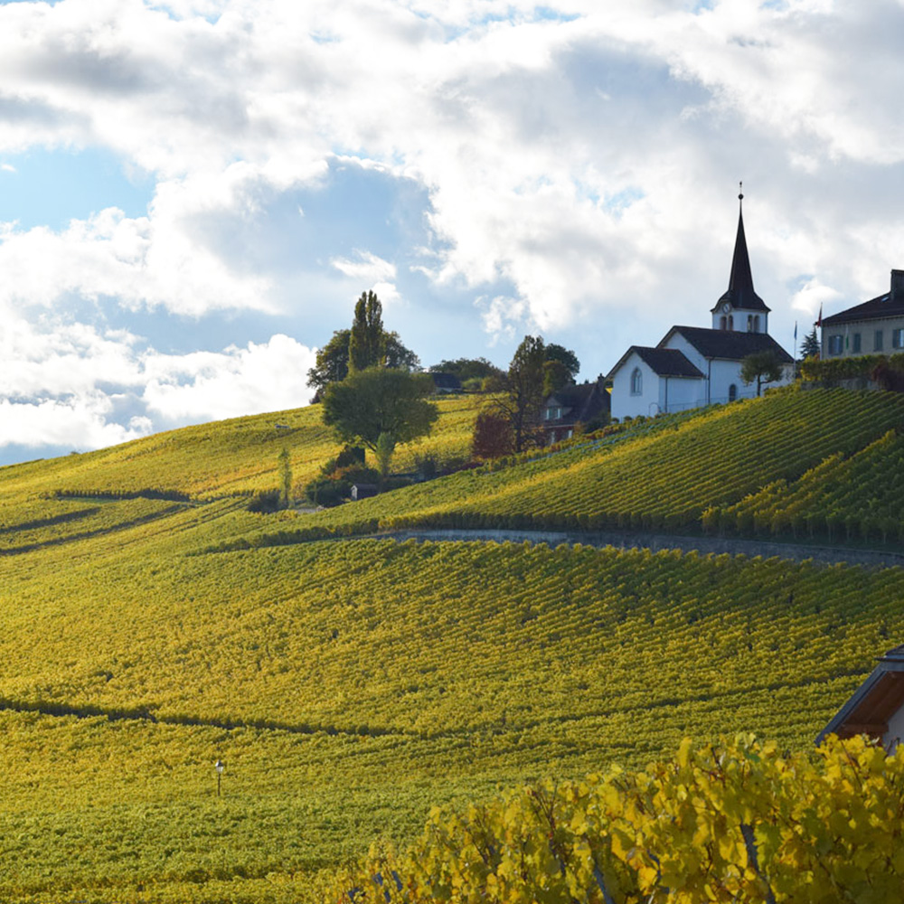 Salon Divinum | Lot Concours