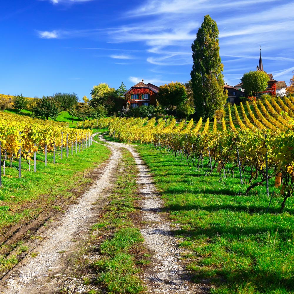 Salon Divinum | Lot Concours